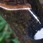Natural Rubber in India