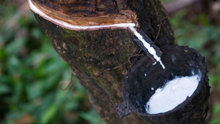 Natural Rubber in India